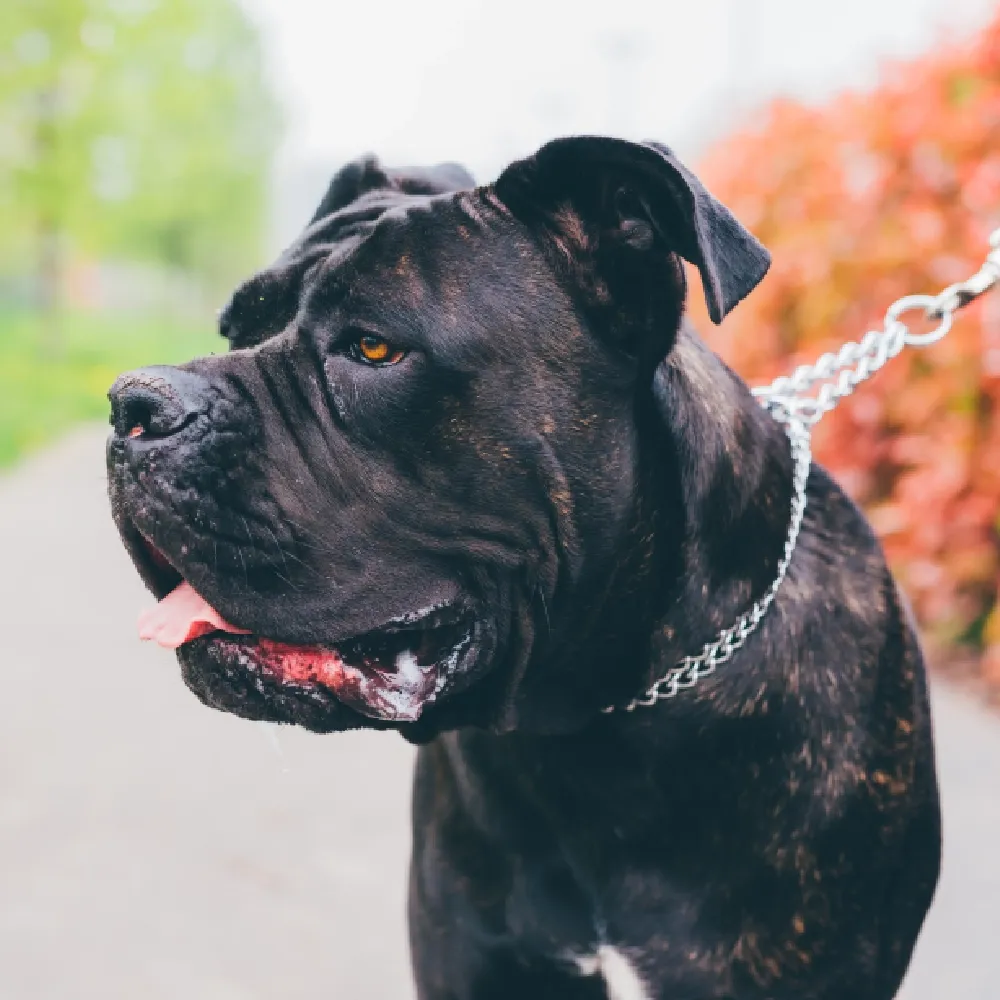 Cane Corso 02.webp
